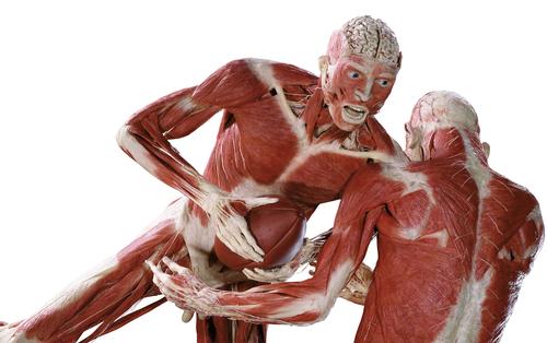 Body Worlds features real preserved human bodies and organs, stripped down to reveal individual systems