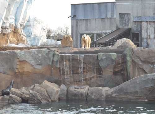Polar bears move in to Glacier Run at Louisville Zoo