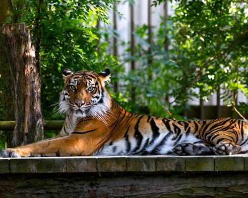 Dade City's Wild Things has been banned from possessing endangered tigers