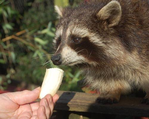 The Tropiquaria Zoo in Somerset, UK, urged people to donate spare fruit and vegetables to local zoos