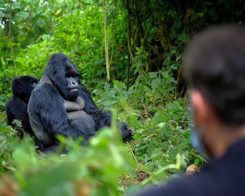 National parks in Africa close down to protect endangered gorillas and chimpanzees from coronavirus