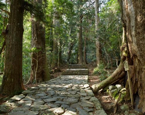 Aman launches healing forest bathing retreat in Japanese national park