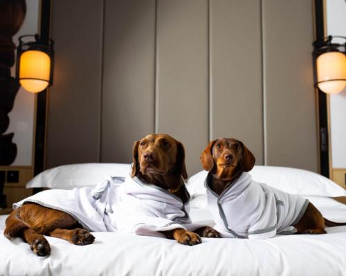 Pampered pooches: Nobu's London hotel introduces bespoke spa robes for dogs