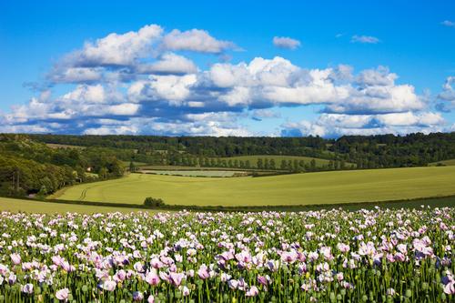 The ‘Magnificent Meadows’ campaign will safeguard nine meadow and grassland sites across the UK