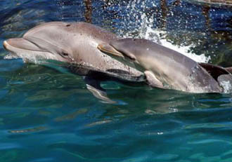 SeaWorld introduces dolphin nursery tour