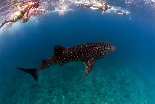 The giant sea creatures are popular subjects of observation amongst both snorkelers and scuba divers