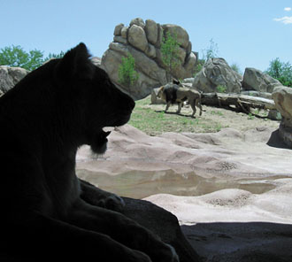 Denver Zoo goes out of Africa