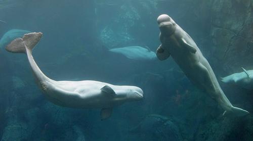 Georgia Aquarium wants to add to the four beluga whales it already has in captivity