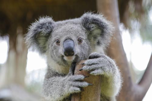 The exhibit includes three koalas, with a further five to be added at a later date 