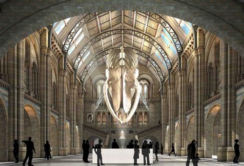 The image illustrates how the blue whale will look when it moves to the Hintze Hall at the Natural History Museum, London, in 2017