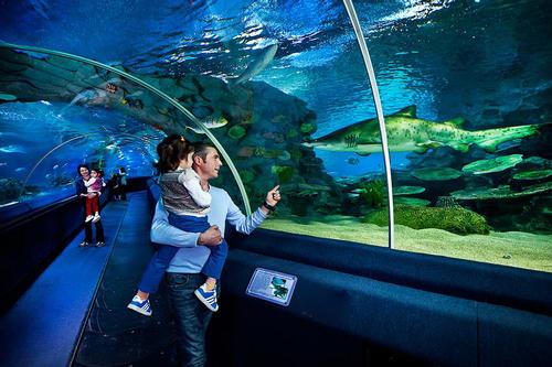 The aquarium features more than 30 marine life displays, including a walk-through tunnel