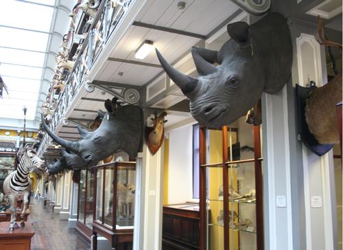 Rhino heads stolen from National Museum of Ireland