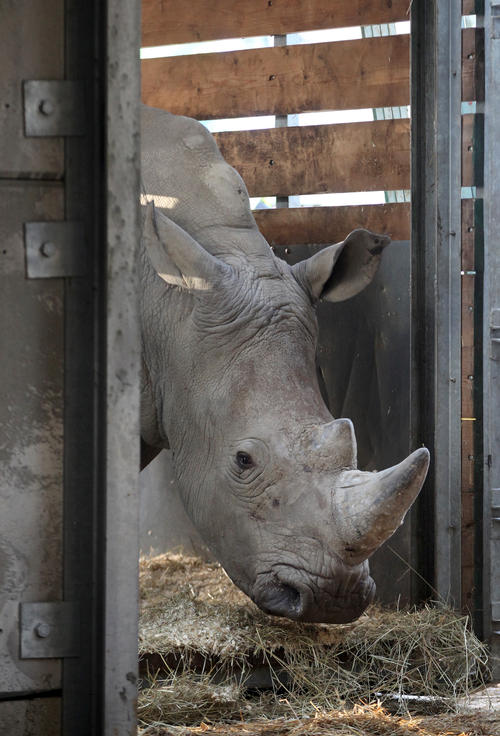 Rhino take up residence in new Chessington attraction: ZUFARI