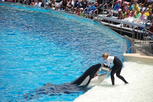 SeaWorld has claimed the Blackfish documentary is 'grossly one-sided' and the product of animal activists 