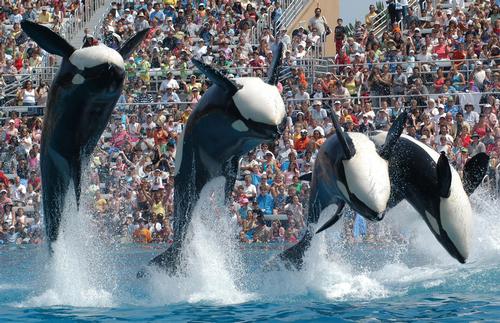 If state legislation passes, SeaWorld will no longer be able to hold Orca shows in California