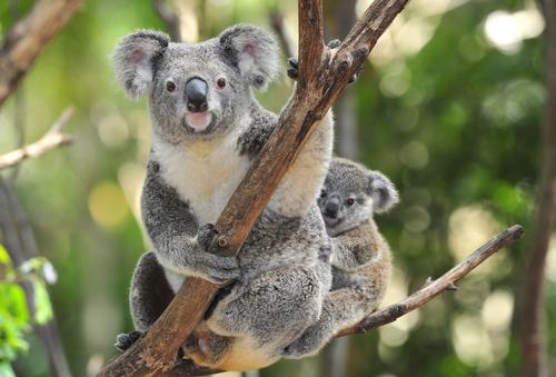 As few as 40,000 Koalas are left in the wild