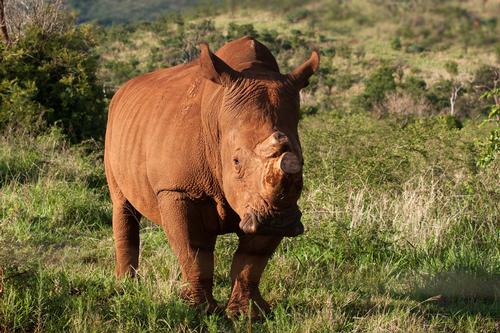 Rhino poachers endanger South Africa's heritage sector, says leading politician