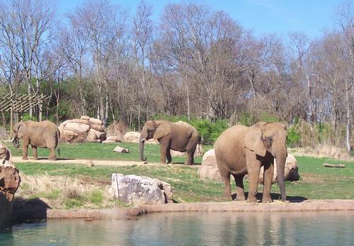 The zoo is planning an African exhibit which will single-handedly double the number of animals at the park