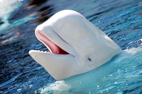 Captive cetacean debate rages on as 120 countries consider ban and Vancouver ruling vetoed