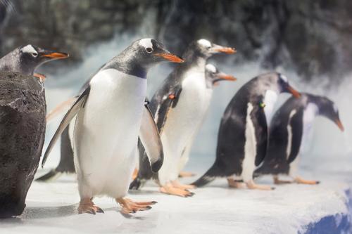 The endangered Gentoo penguins hail from Auckland, New Zealand 