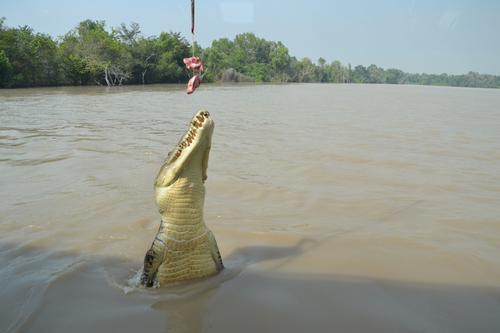 Croc tours are popular with overseas tourists