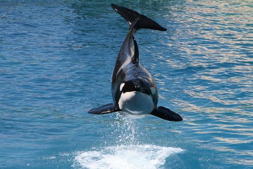 Orcas to be centrepoint of new aquarium at VDNKh in Moscow
