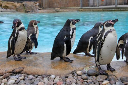 London Zoo probed over drunken guests 'distressing' animals at late-night events