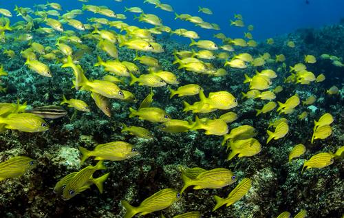 Cuba's Gardens of the Queen Reef is host to an array of aquatic life, including tropical fish, sharks and crocodiles 