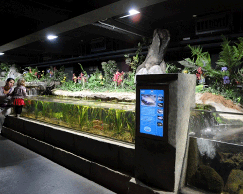 BrightSign installation at the London Aquarium