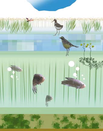 Centre Screen's Virtual Wetland