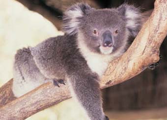 On-line ticketing for Sydney zoo