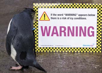 Penguins pick up on ice warning signs