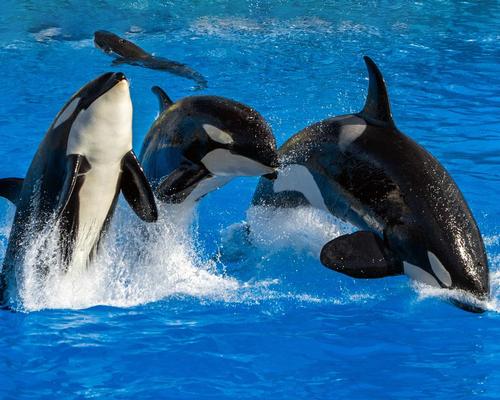 SeaWorld CEO reveals orca alternatives for Middle Eastern expansion