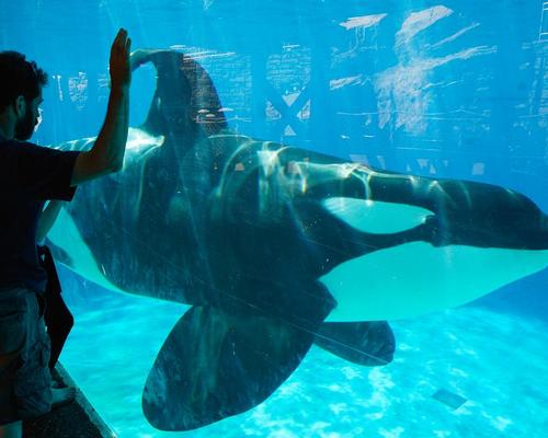 California bans breeding of captive orcas