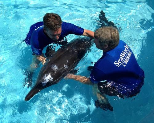 SeaWorld announces plans for orca-free theme park in Abu Dhabi