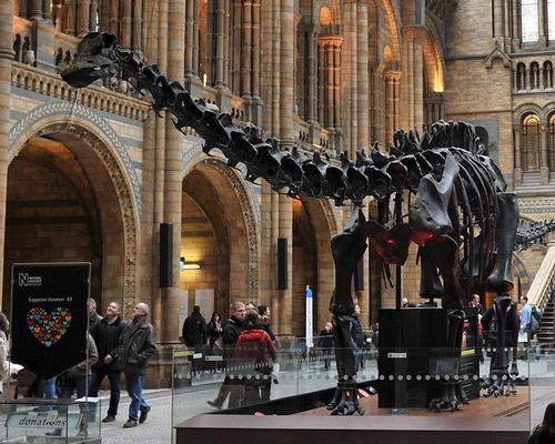 Dippy has been a part of the museum's collection for more than a century