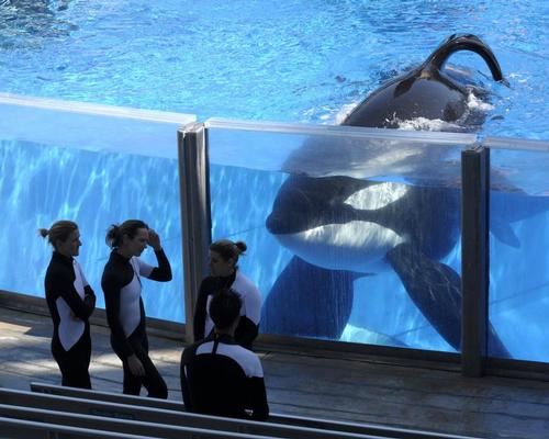 Tough year for SeaWorld as operator reports lacklustre figures