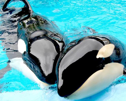 Chimelong controversially opens China's first orca breeding facility