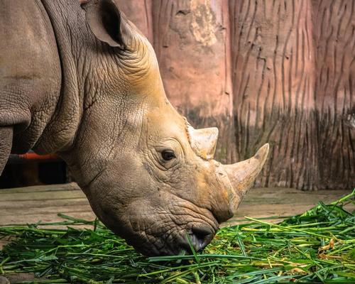 The white rhino is an endangered species, with only around 21,000 still living worldwide