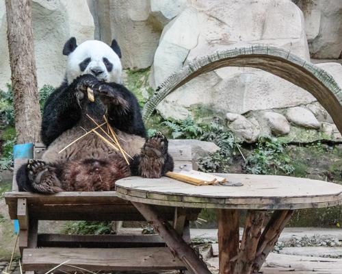 Thanks in part to the work of zoos, the giant panda has been downgraded from ‘Endangered’ to ‘Vulnerable’ on the global list of species at risk of extinction, one example of how zoos have been successful in conservation efforts
