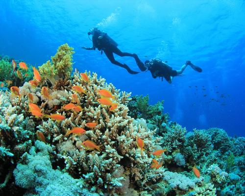Coral reefs at risk of extinction unless global warming effects are curtailed, warns Unesco