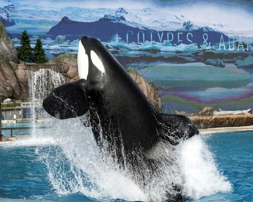 In San Diego, SeaWorld has replaced its controversial orca show with a more natural version 