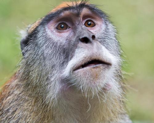An investigation into the cause of the fire is underway after 13 patas monkeys lost their lives