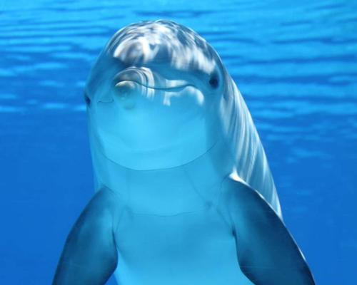 Helen, a Pacific white-sided dolphin, is the only remaining cetacean at the aquarium