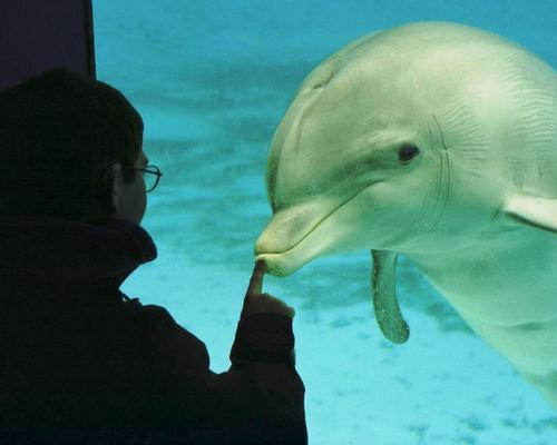 French courts overrule cetacean captivity decision