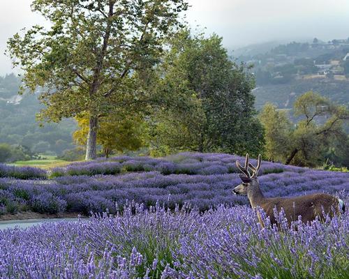 The Green Spa Network event will be held at Carmel Valley Ranch