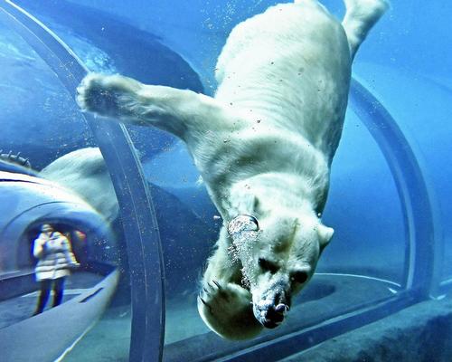 Sapporo Maruyama Zoo welcomes Japan's largest polar bear exhibit