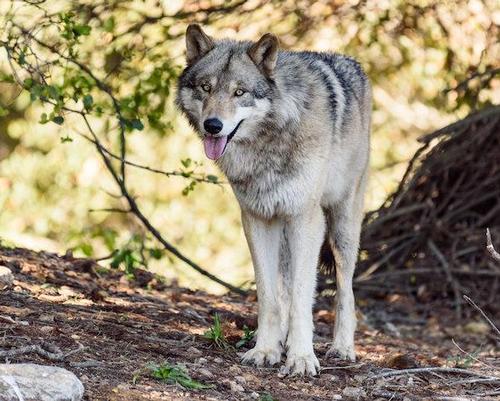 Two grey wolves , Sequoia and Siskiyou, from the California Wolf Center, arrived in late December