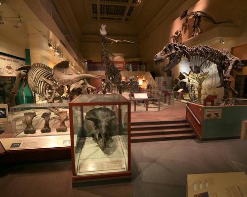 US National Museum of Natural History’s Fossil Hall set for reopening 