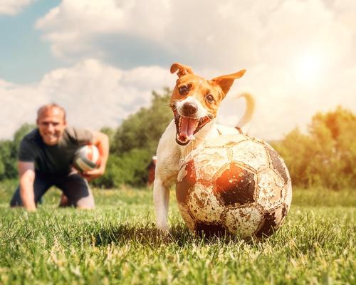 Cardiff Council has proposed to ban dogs from marked sports pitches 